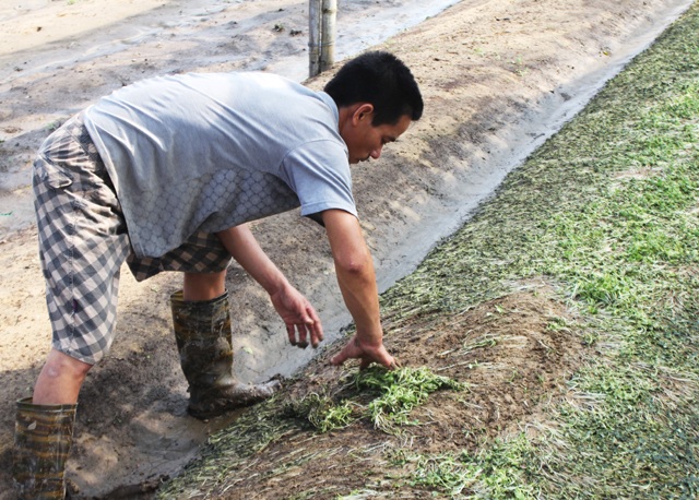 Hoa màu hỏng hết sau mưa lụt, nông dân phấp phỏng gieo vụ mới - 2 Người dân đành phải nhổ bỏ toàn bộ rau bị hư hại để sản xuất lứa mới.