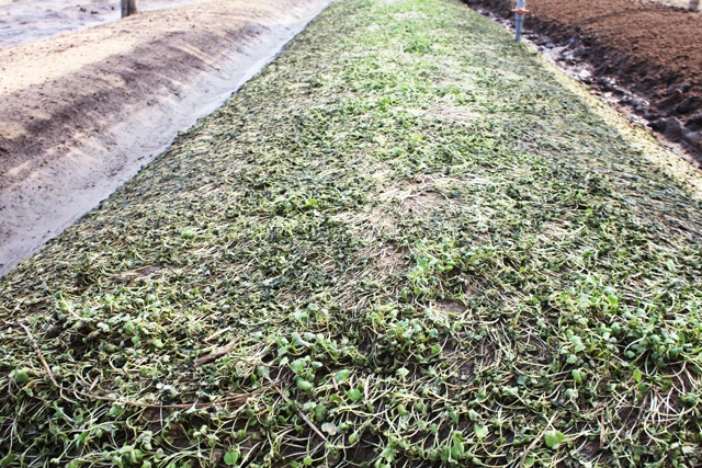 Hoa màu hỏng hết sau mưa lụt, nông dân phấp phỏng gieo vụ mới - 1 Mưa lụt khiến nhiều diện tích rau bị hư hại, không còn khả năng phục hồi.