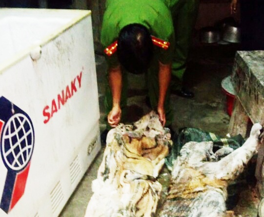 Hai con hổ đông lạnh được thu giữ trong tủ lạnh nhà bà Quế.