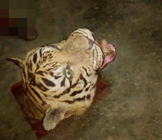 Chiếc đầu hổ được Đức mua từ Lào về, đợi có người mua để bán kiếm lời.