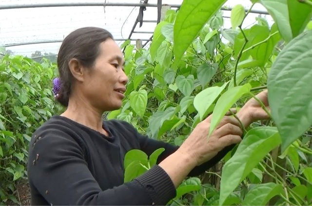 Lá trầu không "xuất ngoại" - 3 Trồng trầu không xuất khẩu, mỗi tháng gia đình bà Hoa thu nhập từ 30-40 triệu đồng.