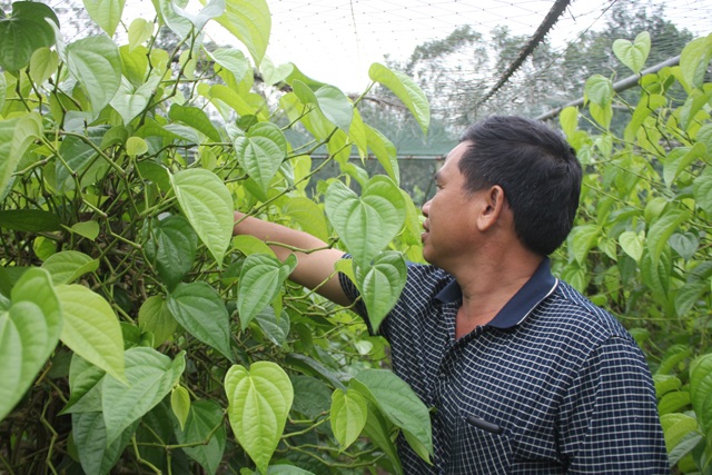 Lá trầu không "xuất ngoại" - 2
Có thời điểm, lá trầu không được giá, bán tại vườn với giá 1.000 đồng/lá.