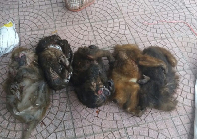 Bắt hai đối tượng vận chuyển 7 cá thể khỉ mặt đỏ - 1 Các cá thể khỉ mặt đỏ được Sơn và Thủy vận chuyển từ miền núi về đồng bằng.