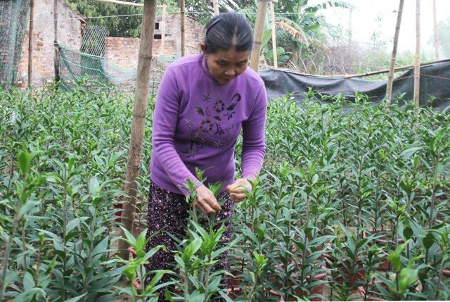 Lão nông “đánh cược với trời”, trồng hoa ly thu trăm triệu - 4 Với vườn ly 5.000 gốc, bà Huệ không phải đội mưa rét đi bán như các loài hoa khác trước đây nữa mà thương lái đến mua tận vườn với giá 50.000 đồng/cây. Ước tính, vụ hoa này sau khi trừ chi phí, ông bà thu lãi khoảng 100 triệu đồng.