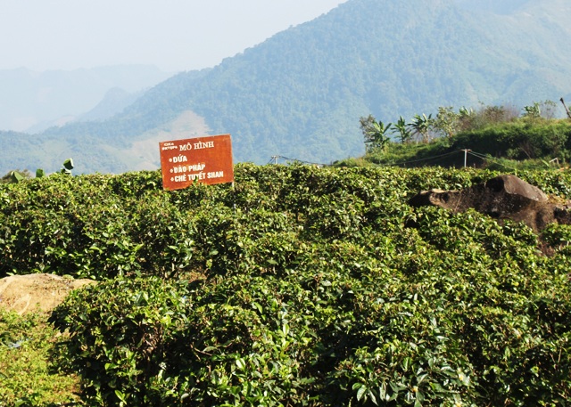 Những người lính mở đường vào vùng đất khó - 3 Mô hình trồng chè tuyết shan bước đầu phát huy hiệu quả trong công tác xóa đói giảm nghèo vùng biên giới tỉnh Nghệ An.