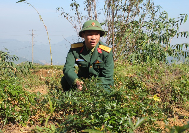 Những người lính mở đường vào vùng đất khó - 2 Thiếu tá Bùi Văn Hải giới thiệu về dự án phát triển cây dược liệu Đoàn Kinh tế quốc phòng 4 đang triển khai tại xã Na Ngoi.