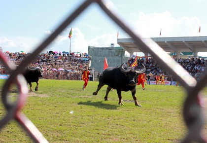 "Nóng hầm hập" vòng chung kết lễ hội chọi trâu Đồ Sơn - 9