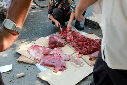 "Nóng hầm hập" vòng chung kết lễ hội chọi trâu Đồ Sơn - 15