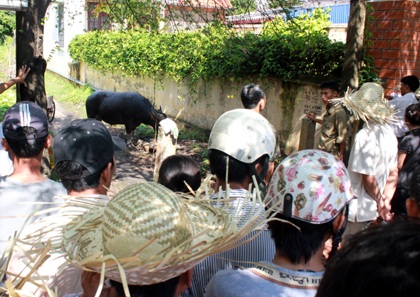 "Nóng hầm hập" vòng chung kết lễ hội chọi trâu Đồ Sơn - 16