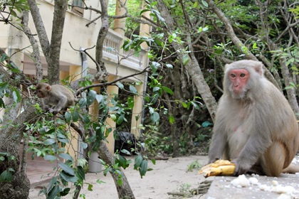 Háo hức ra đảo nhậu cùng... đàn khỉ