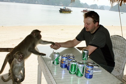 Háo hức ra đảo nhậu cùng... đàn khỉ