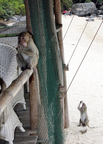 Háo hức ra đảo nhậu cùng... đàn khỉ