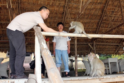 Háo hức ra đảo nhậu cùng... đàn khỉ