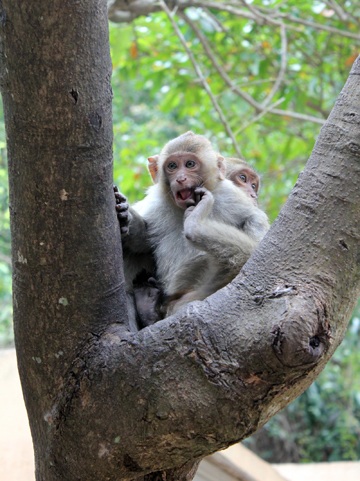 Háo hức ra đảo nhậu cùng... đàn khỉ