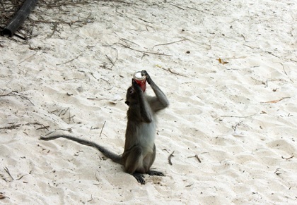 Háo hức ra đảo nhậu cùng... đàn khỉ