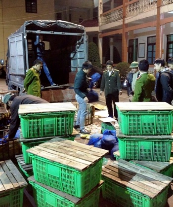 Số rùa rắn bị cơ quan chức năng bắt giữ.