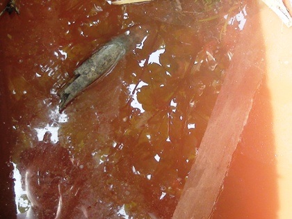 Hàng trăm hộ dân hút nước thải về lọc sơ sài làm nước sinh hoạt tại thôn Ngăm Lương.