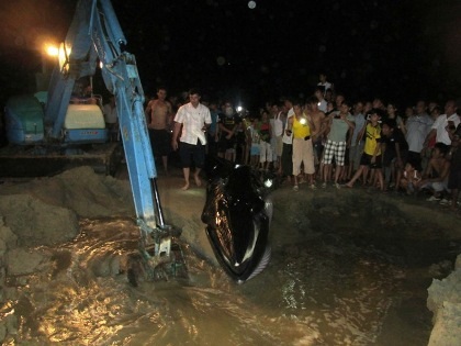 Máy móc được huy động, cá Ông đã về được với biển.