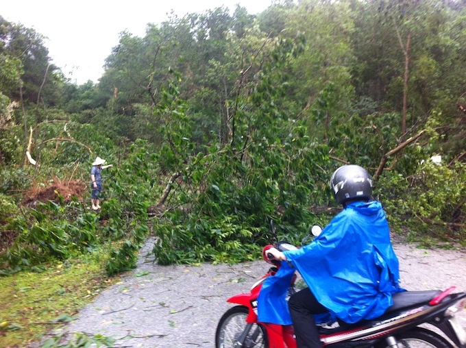 Cây đổ ngang đường ảnh hưởng đến giao thông, đi lại của nhân dân