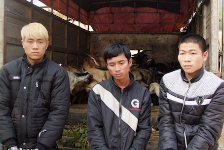 Bắt giữ nhóm đối tượng cướp cả đàn dê của người Dao - 2 Bắt giữ nhóm đối tượng cướp cả đàn dê của người Dao