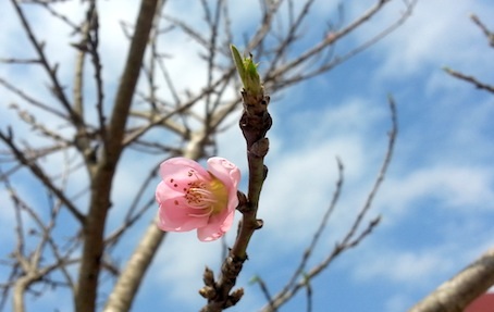 Một nụ hoa đào rừng Sơn La khoe sắc trong nắng cao nguyên dịp cuối năm