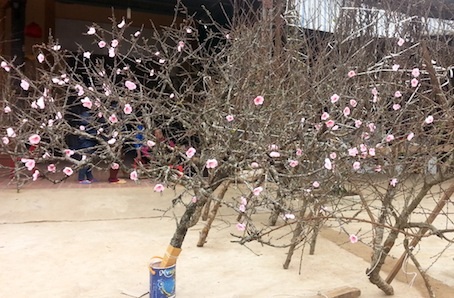 Đào rừng Sơn La nở sớm nhưng tàn muộn so với nhiều loại đào khác