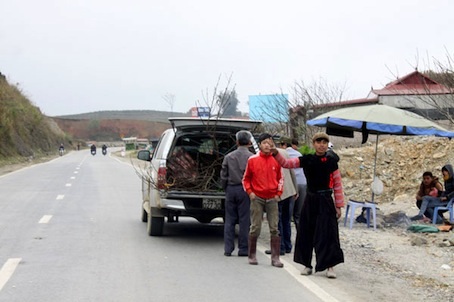 Sau khi đi du lịch, tranh thủ kiếm cành đào rừng ưng  ý đưa về xuôi chơi tết