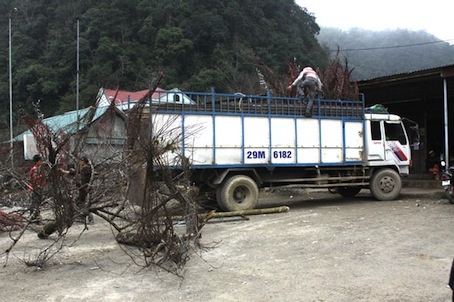 Đào rừng cổ thụ có giá trên dưới 10 triệu đồng/cành