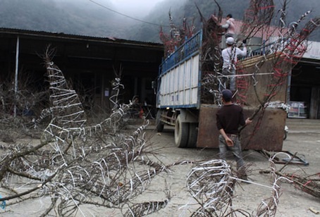 Năm nay đào rừng Sơn La không được mùa, giá đào không rẻ so với năm trước