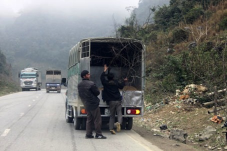 Gom đào đang gấp gáp, đưa về xuôi