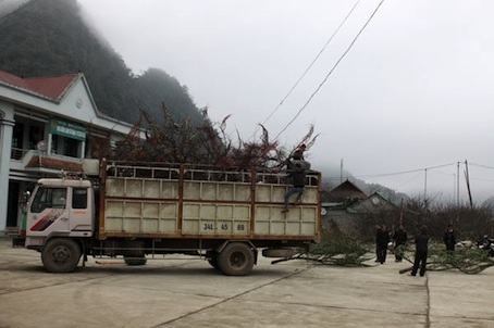 Gom đào đang gấp gáp, đưa về xuôi