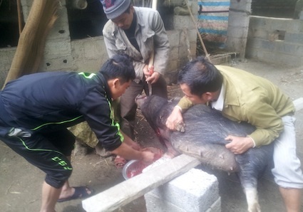 Người dân vùng cao tất tả mổ lợn, nấu bánh chưng đón Tết về - 3 Công đoạn chuẩn bị và gói bánh chưng của bà con huyện Trung Khánh, Cao Bằng rất tỷ mỉ và cẩn trọng.