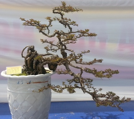Yên Tử khai mạc hội cây cảnh nghệ thuật lớn nhất miền Bắc - 6 Bon sai thế tự nhiên