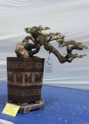 Yên Tử khai mạc hội cây cảnh nghệ thuật lớn nhất miền Bắc - 8 Bonsai thế khủng có giá từ hàng chục triệu đồng đến trên 1 tỷ đồng