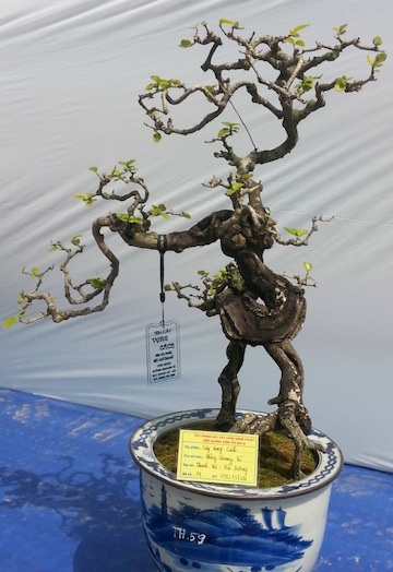 Yên Tử khai mạc hội cây cảnh nghệ thuật lớn nhất miền Bắc - 7 Bonsai thế khủng