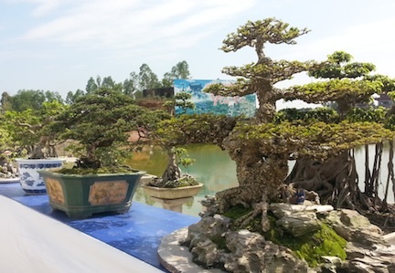 Yên Tử khai mạc hội cây cảnh nghệ thuật lớn nhất miền Bắc - 5 Cây bonsai Cần Thăng