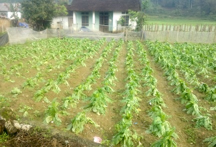Rất nhiều hoa màu, cây trồng của bà con bị hư hại bởi mưa đá và gió lốc