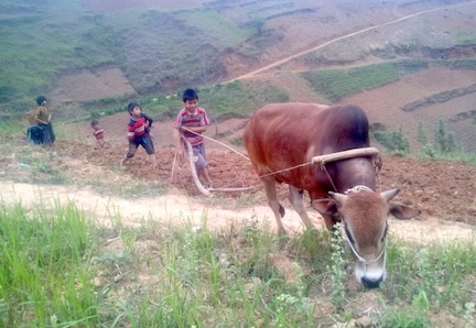 Những đứa trẻ bỗng dưng mất cha, trở thành lao động chính