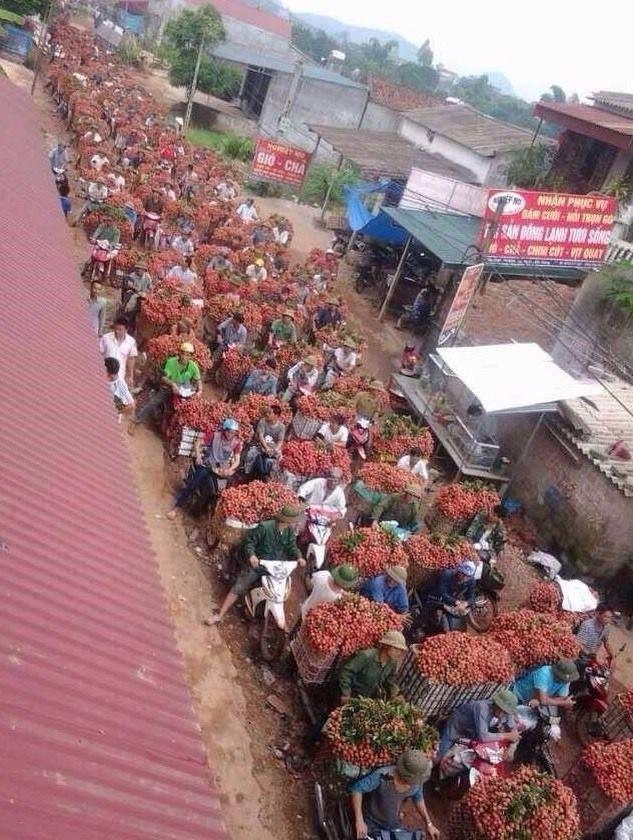 “Vựa vải” lớn nhất miền Bắc liên tục tắc đường - 2 “Vựa vải” lớn nhất miền Bắc - cứ đến mùa vải là tắc đường!