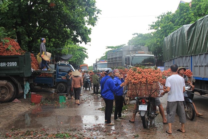 “Vựa vải” lớn nhất miền Bắc - cứ đến mùa vải là tắc đường!