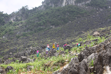 Hạnh phúc ngập tràn sau hai năm người đàn ông Mông lưu lạc - 6 Cuộc sống quanh năm lam lũ của người dân cao nguyên đá