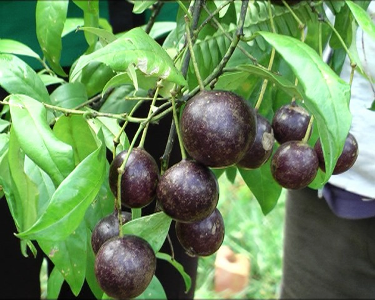 Loại quả Hồng trâu mà người H'Mông thường gọi là quả gai xanh