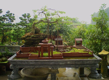 Online sắm cây chơi Tết - 2 Online sắm cây chơi Tết - 2