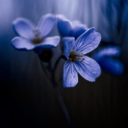 Tuyển chọn những bức ảnh Macro tuyệt đẹp - 3 Tuyển chọn những bức ảnh Macro tuyệt đẹp