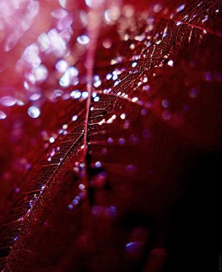 Tuyển chọn những bức ảnh Macro tuyệt đẹp - 5 Tuyển chọn những bức ảnh Macro tuyệt đẹp