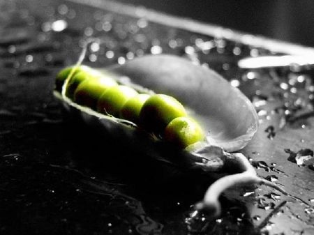 Tuyển chọn những bức ảnh Macro tuyệt đẹp - 12 Tuyển chọn những bức ảnh Macro tuyệt đẹp