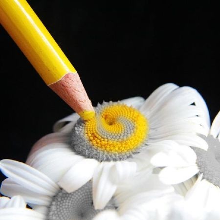 Tuyển chọn những bức ảnh Macro tuyệt đẹp - 15 Tuyển chọn những bức ảnh Macro tuyệt đẹp