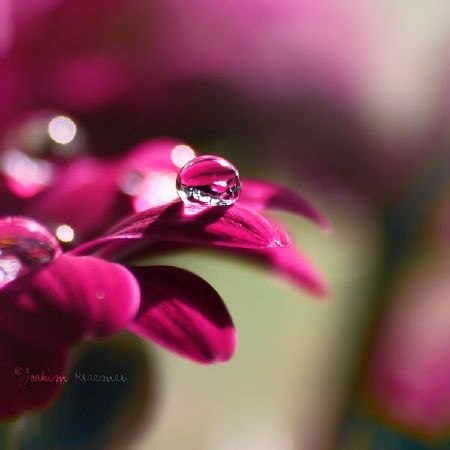 Tuyển chọn những bức ảnh Macro tuyệt đẹp - 2 Tuyển chọn những bức ảnh Macro tuyệt đẹp