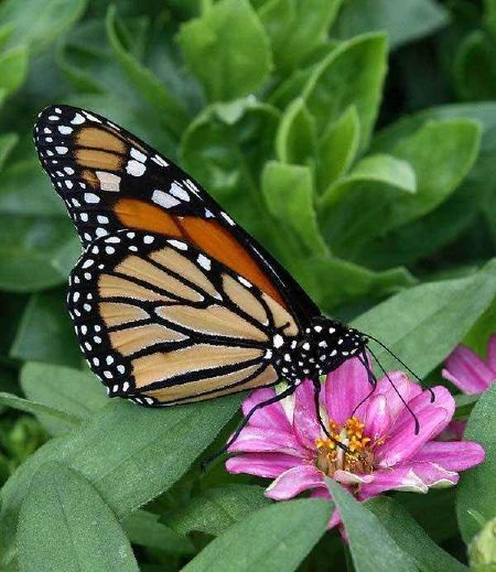 Tuyển chọn những bức ảnh Macro tuyệt đẹp - 19 Tuyển chọn những bức ảnh Macro tuyệt đẹp