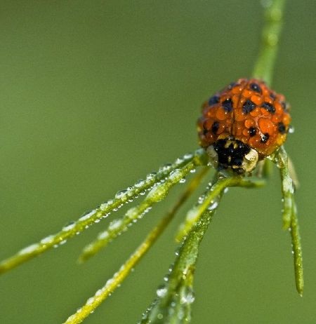 Tuyển chọn những bức ảnh Macro tuyệt đẹp - 20 Tuyển chọn những bức ảnh Macro tuyệt đẹp